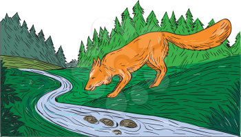 Drawing sketch style illustration of a fox drinking from river creek with woods trees forest in the background.