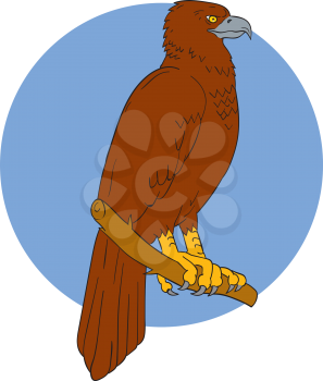Drawing sketch style illustration of an Australian wedge-tailed eagle or bunjil Aquila audax, sometimes known as the eaglehawk, the largest bird of prey in Australia perced on a branch viewed from the