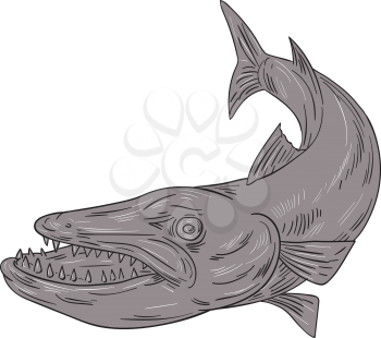 Drawing sketch style illustration of a barracuda, a ray-finned saltwater fish of the genus Sphyraena, the only genus in the family Sphyraenidae set on isolated white background. 