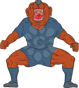 Illustration of a bulldog footballer with knees bent and mouth wide open celebrating haka victory goal viewed from front set on isolated white background done in cartoon style. 