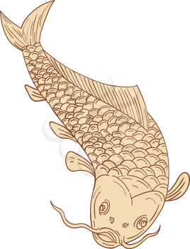 Drawing sketch style illustration of a trout fish diving down viewed from the front set on isolated white background. 