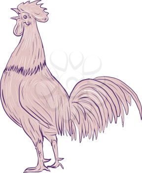 Drawing sketch style illustration of a chicken rooster crowing viewed from the side set on isolated white background. 