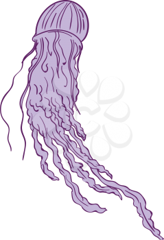 Drawing sketch style illustration of an Australian Box jellyfish (class Cubozoa) or jellies, cnidarian invertebrates distinguished by their cube-shaped medusae, are softbodied, free-swimming aquatic a