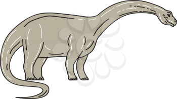 Illustration of a Brontosaurus meaning thunder lizard, a genus of gigantic quadruped sauropod dinosaurs that lived in the late Jurrasic epoch looking down viewed from the side set on isolated white b