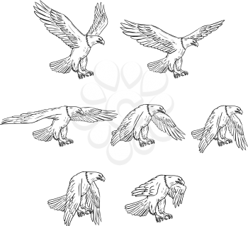Collection set of illustrations of bald eagle flying with wings flapping viewed in different movements done in drawing sketch style. 