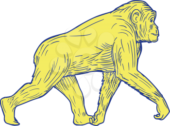 Drawing sketch style illustration of a chimpanzee walking viewed from the side set on isolated white background. 