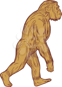 Drawing sketch style illustration of Homo habilis, a species of the tribe Hominini, during the Gelasian and early Calabrian stages of the Pleistocene period walking viewed from the side set on isolate