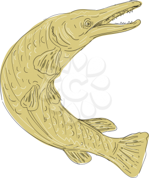 Illustration of an Alligator Gar Fish Swimming Up done in hand Drawing sketch style on isolated background.