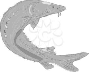 Illustration of a Lake Sturgeon Swimming Up done in hand sketch Drawing style.