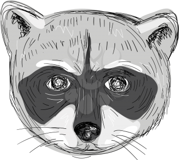 Illustration of a Raccoon Head Front view done in hand sketch Drawing style.