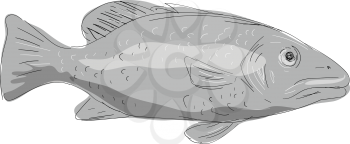 Illustration of a Schoolmaster Snapper Fish viewed from side done in hand sketch Drawing style.