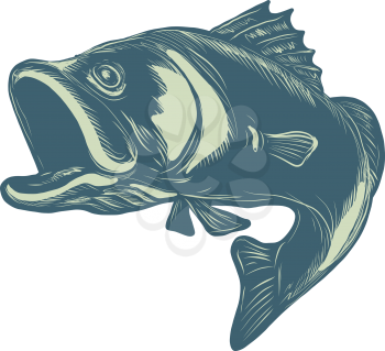 Scratchboard style illustration of a barramundi or Asian sea bass, a species of catadromous fish in family Latidae of order Perciformedone, jumping on scraperboard on isolated background.