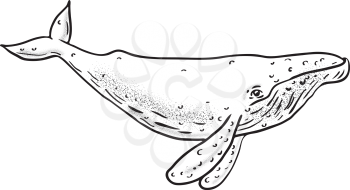 Drawing sketch style illustration of a humpback whale, a species of baleen whale, with distinctive body shape, long pectoral fins and knobbly head in black and white on isolated background.
