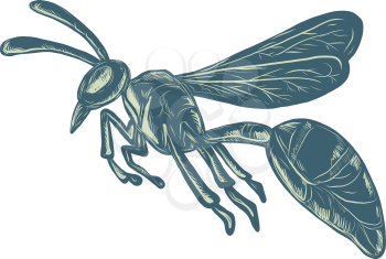 Scratchboard style illustration of a wasp, yellowjacket or hornet flying viewed from side  done on scraperboard on isolated background.