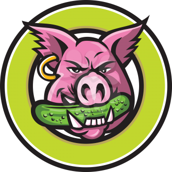 Mascot icon illustration of head of a wild pig, boar or hog biting a pickle or gherkin, a pickled cucumber viewed from front set in circle on isolated background in retro style.