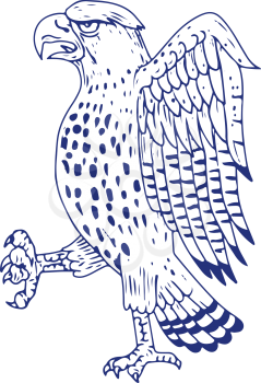 Drawing sketch style illustration of a Sharp-shinned Hawk, a medium-sized diurnal bird of prey of family Accipitridae marching side view on isolated background.