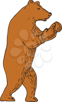 Drawing sketch style illustration of a brown bear, Ursus arctos, grizzly boxer wearing gloves in boxing stance viewed from side.