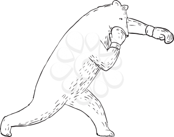Drawing sketch style illustration of a kodiak bear, grizzly or brown bear throwing a left straight punch or cross viewed from the side.