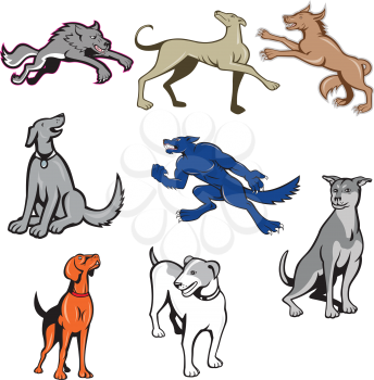 Set or collection of cartoon character mascot style illustration of canine pet dog such as great dane, jack russell terrier,wolf, husky and golden retriever dog on isolated white background.