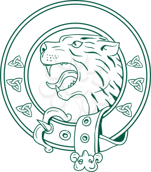 Illustration of a Scottish Wildcat or Highlands tiger Head viewed from side set inside Celtic Belt done in hand drawn sketch drawing.