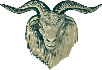 Drawing sketch style illustration of a cashmere goat head viewed from front on isolated background.