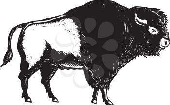 Retro woodcut style illustration of an American buffalo or bison viewed from side done in black and white on isolated background.