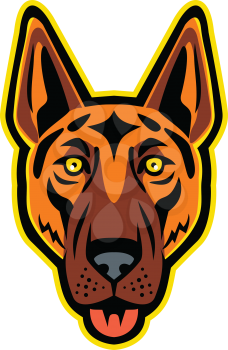 Mascot icon illustration of head of a German Shepherd Dog, Alsatian wolf dog, Berger Allemand, or Deutscher Schaferhund with tongue out viewed from front on isolated background in retro style.