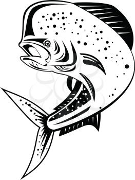 Retro style illustration of a mahi-mahi, dorado or common dolphinfish Coryphaena hippurus, a surface-dwelling ray-finned fish, jumping up high done in black and white on isolated background.