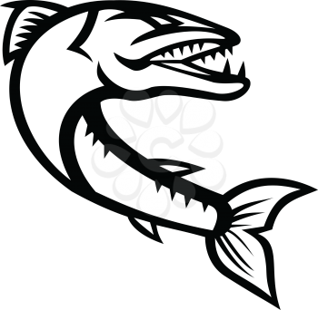 Mascot icon illustration of an angry great barracuda, a saltwater fish that is snake like with fearsome appearance and ferocious behavior, jumping on isolated background in retro style.