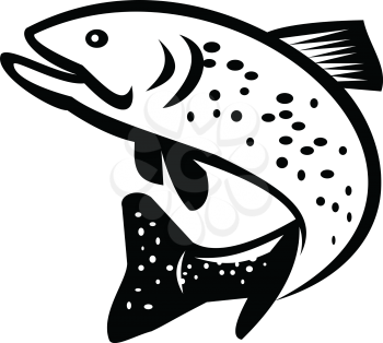 Illustration of a brook trout or Brook Char, a species of freshwater fish in the char genus Salvelinus of the salmon family Salmonidae, jumping up done in retro Black and White style. 