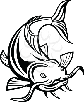Illustration of a catfish, a ray-finned fish named for their prominent barbels, attacking or diving down about to attack viewed from front on isolated white background done in retro cartoon style.