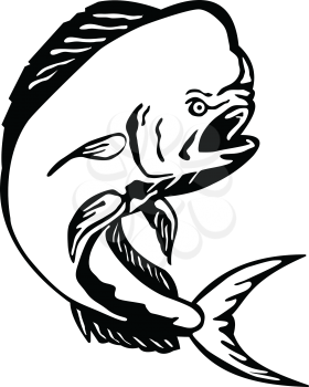 Black and White Etching engraving style illustration of an angry mahi-mahi, dorado, common dolphinfish or dolphin fish viewed from the side jumping on isolated white background. 