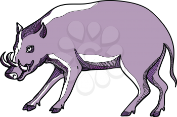 Drawing sketch style illustration of a babirusa or deer-pig, a genus, Babyrousa, in the swine family found the Indonesian islands of Sulawesi, Togian, Sula and Buru, walking and viewed from side.