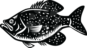 Retro woodcut style illustration of a  crappie fish, papermouths, strawberry bass, speckled bass, specks, speckled perch, crappie bass, calico bass, a North American fresh water fish viewed from side.