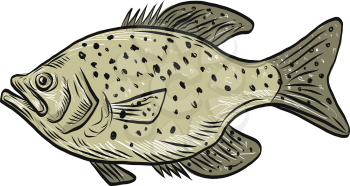 Drawing sketch style illustration of a crappie fish, papermouths, strawberry bass, speckled bass, specks, speckled perch, crappie bass, calico bass, a North American fresh water fish viewed from side.