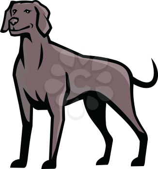 Sports mascot icon illustration of a Weimaraner Vorstehhund, a German gundog also known as Silver Ghost, standing viewed from front on isolated background in retro style.