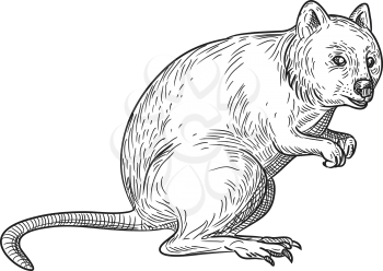 Drawing sketch style illustration of a quokka, Setonix brachyurus, a small macropod marsupial native to  Western Australia on isolated white background in black and white.