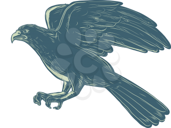 Scratchboard style illustration of northern goshawk bird, a medium-large raptor in the family Accipitridae, flying side done on scraperboard on isolated background.