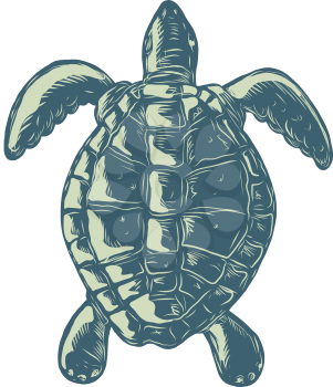 Scratchboard style illustration of a sea turtle swimming viewed from top done on scraperboard on isolated background.
