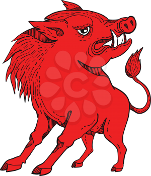 Doodle art illustration of a red razorback, wild pig boar or hog looking to side on isolated background done in bright red colorcaricature style.
