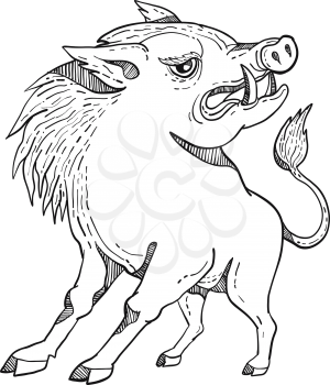 Doodle art illustration of a razorback, wild pig boar or hog looking to side on isolated background done in black and white caricature style.
