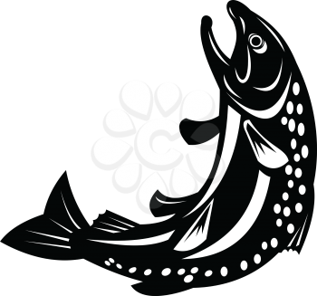 Retro style illustration of a Spotted or speckled trout Fish Jumping on isolated background done in black and white.