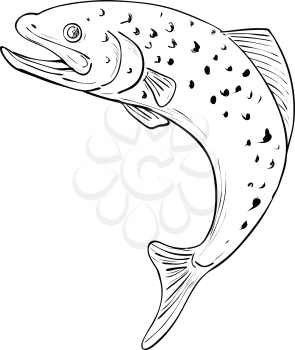 Drawing sketch style illustration of a spotted brown Trout jumping on isolated background done in Black and White.