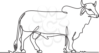 Continuous line drawing illustration of a Brahman bull, an American breed of zebuine beef cattle viewed from side done in sketch or doodle black and white style. 