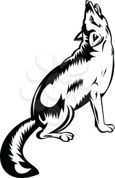 Retro style illustration of a red fox, largest of the true foxes and the most widely distributed members of the order Carnivora, howling viewed from side on isolated background in black and white.