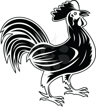Retro woodcut style illustration of a rooster, jungle fowl or cockerel, an adult male chicken Gallus gallus domesticus, looking up viewed from side on isolated background done in black and white..