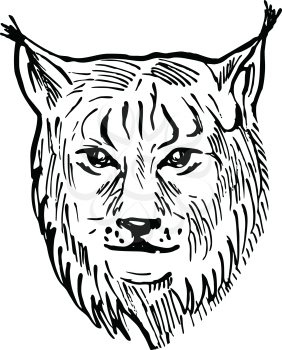 Scratchboard style illustration of head of a Eurasian lynx, a medium-sized wild cat occurring from Northern, Central and Eastern Europe viewed from front on isolated background in black and white.