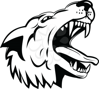 Sports mascot illustration of head of an aggressive and angry wolf, canis lupus, gray wolf or grey wolf, a large canine native to North America low angle view in black and white retro style.

