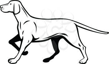 Retro style illustration of a Hungarian or Magyar Vizsla pointer dog, a sporting or hunting dog and loyal companion, walking stalking viewed from side on isolated background done in black and white.