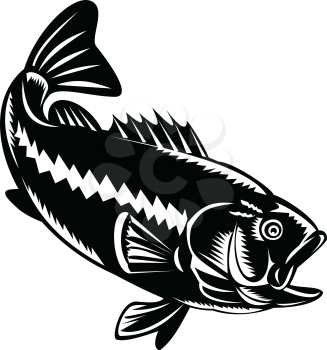 Illustration of a largemouth bass (Micropterus salmoides), species of black bass and a carnivorous freshwater gamefish, diving down done in retro woodcut black and white style.